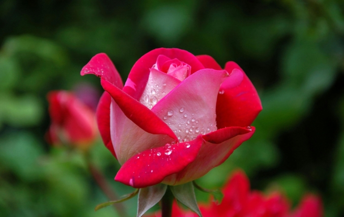 this is an image of a red rose. To smell it you have to breath deeply. Yoga at the Yoga Lodge, Ewell can teach you breathing exercises to increase your well-being. Breathe fully to live fully.
